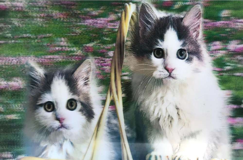 3 Boyutlu Resim  Sevimli Kediler İkili Kedi Resmi Tablosu 40x60 Cm